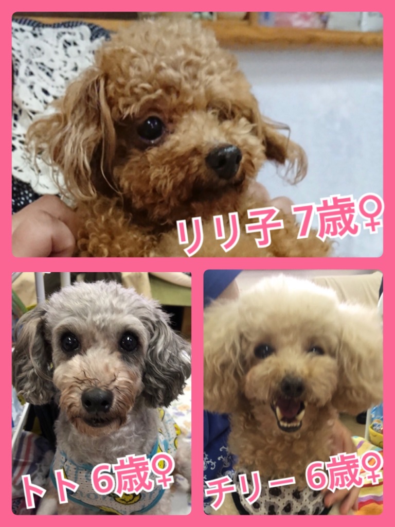 🐾今日の里親様募集中ワンコ🐶メンバーです🐾2018,8,14